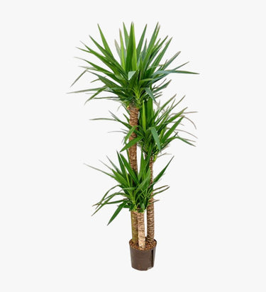 Spineless yucca (Yucca elephantipes)